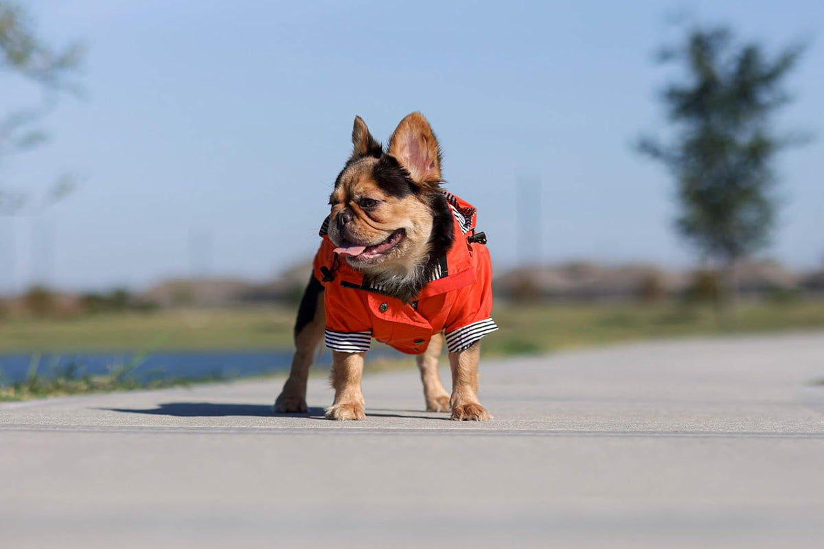 Zip up Dog Raincoats with Reflective Buttons, Pockets, Rain/Water Resistant, Adjustable Drawstring, & Removable Hood - XXS to XXL - Stylish Premium Dog Raincoats (Orange, X-Small)