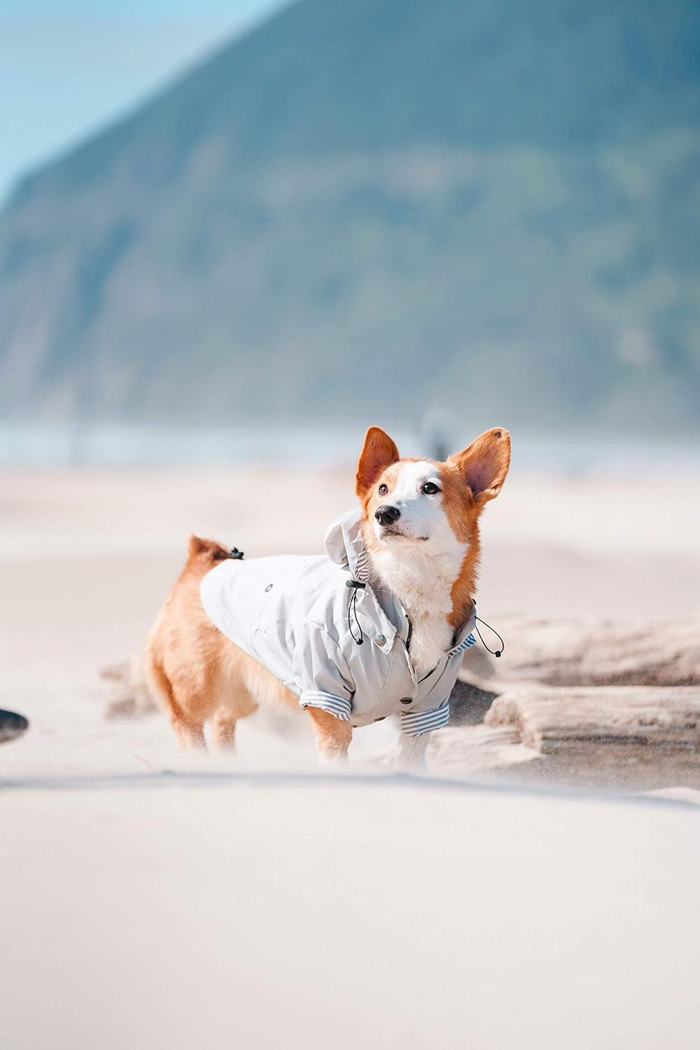Zip up Dog Raincoats with Reflective Buttons, Pockets, Rain/Water Resistant, Adjustable Drawstring, & Removable Hood - XXS to XXL - Stylish Premium Dog Raincoats (Light Grey, Large)