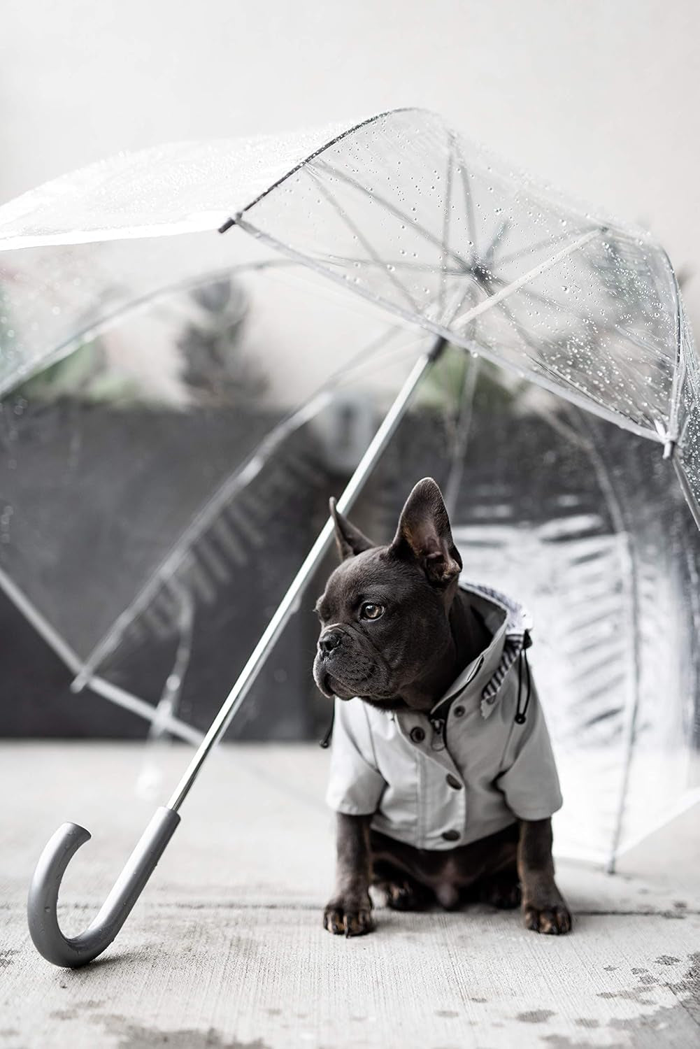 Zip up Dog Raincoats with Reflective Buttons, Pockets, Rain/Water Resistant, Adjustable Drawstring, & Removable Hood - XXS to XXL - Stylish Premium Dog Raincoats (Light Grey, Large)